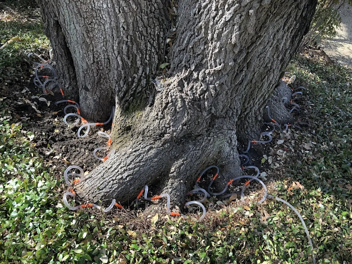 Detailed Shrub and Hedge Trimming job site in Sinton