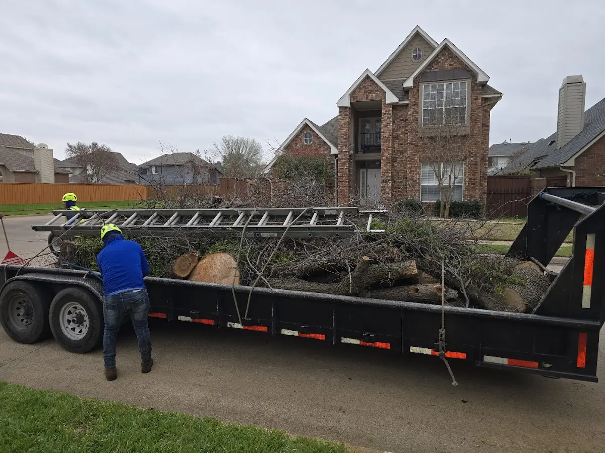Expert Deadwooding with proper safety equipment in Sinton